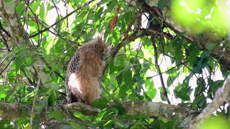 the buffy fish owl is a big owl and yet the smallest among the four fish owls