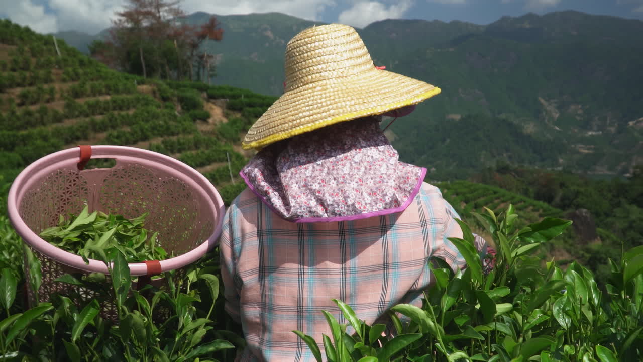 산 의 차 농장 에서 차 잎 을 수확 하는 여자