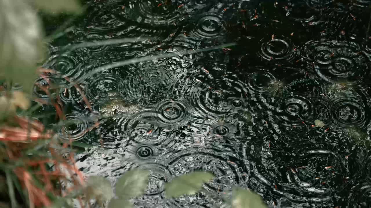 Raindrops patter down on a puddle in the forest. A moody atmosphere in this natural landscape, shot in slow motion at 100fps.