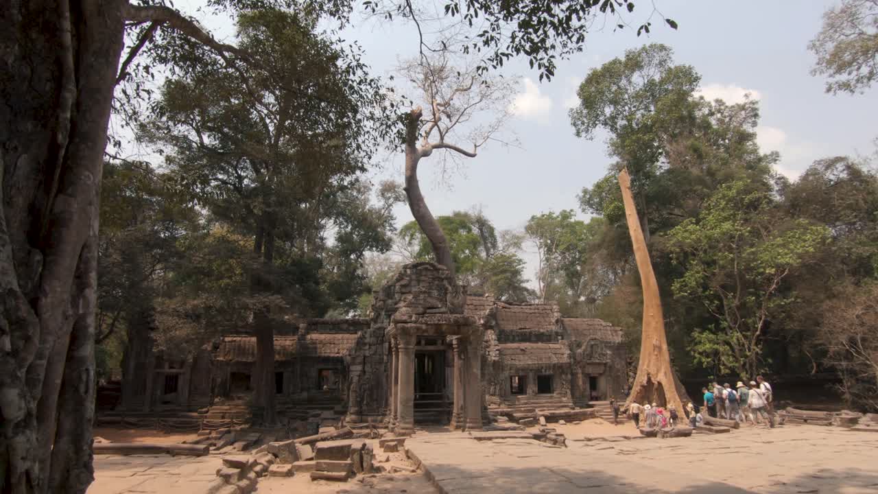 Plan panoramique descendant révélant des touristes marchant vers le temple de la jungle abandonné de Ta Prohm au Cambodge.
