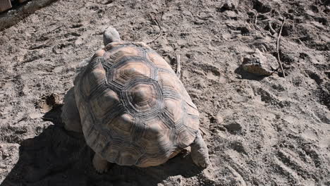 a tortoise slowly walks on sand, dirt in a zoo park