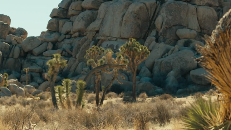 Trees and cacti in the desert