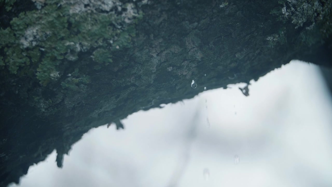 Slow Motion Water Droplets Falling from a Mossy Tree Branch