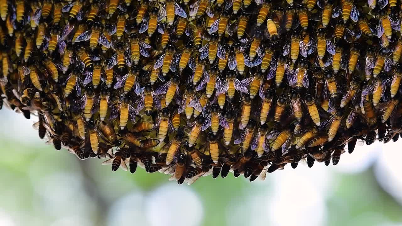 se sabe que las abejas melíferas gigantes construyen grandes colonias de nidos con bolsillos simétricos hechos de cera para almacenar miel como fuente de alimento.