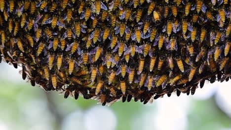 Giant-Honey-Bees-are-known-to-build-large-colonies-of-nest-with-symmetrical-pockets-made-of-wax-for-them-to-store-honey-as-their-food-source