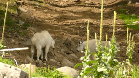 A-pair-of-adult-white-mountain-goats-forage-around-on-a-hill