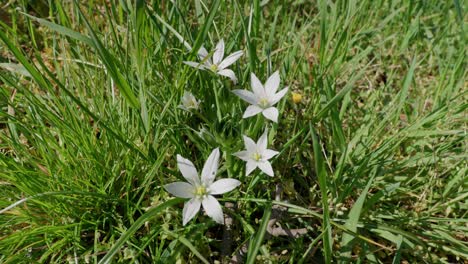 Weiße-Blumen-Des-Gartensterns-Von-Bethlehem-An-Einem-Sonnigen-Tag