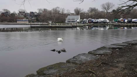 swans swimming in a hamilton harbor in winter