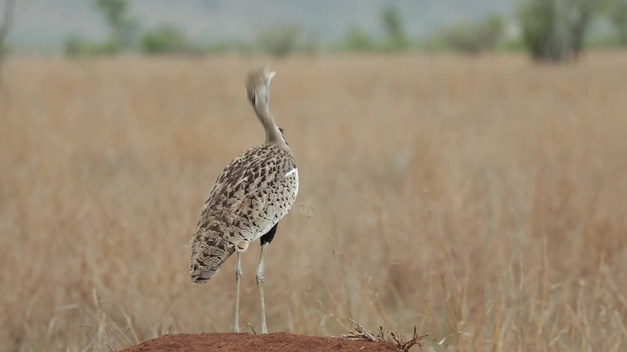 Campo lungo di un'otarda pancianera in piedi su un termitaio nel Parco Nazionale Kruger. Mostra erba secca sfocata e alberi sullo sfondo.