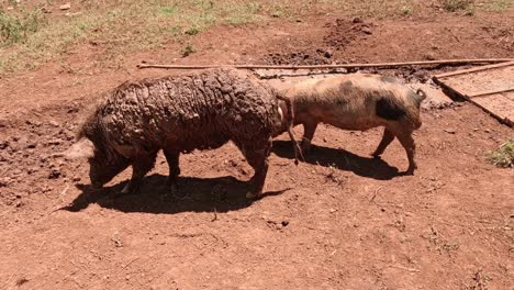 madre cerdo y lechón caminando a través de un patio de la granja