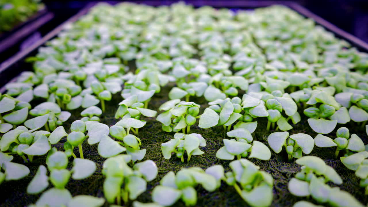Garden cress grown with the Hydroponic method in a greenhouse