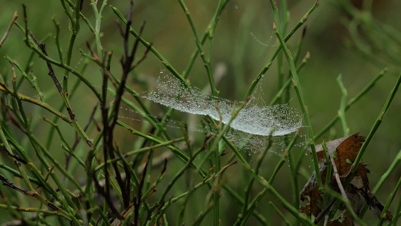 아침 이슬로 덮인 거미줄, 줄기 사이의 초원, 가을 초원의 안개 낀 날, 잔잔한 바람 속에서 천천히 움직이는 클로즈업 샷