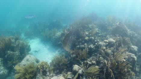 the living coral waters of the british virgin islands