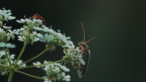 insect on flower