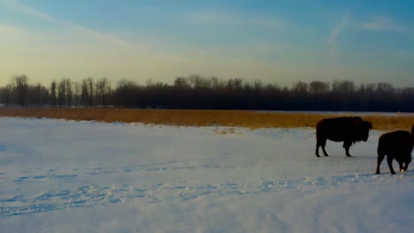 Ein-Bisonrind-Steht-Der-Kamera-Auf-Einer-4k-Nahaufnahme-Gegenüber,-Während-Andere-Büffel-Ihre-Reise-Fortsetzen,-Um-Sich-Ihrer-Exodusherde-Von-Osten-Nach-Westen-Im-Geschützten-Elk-Island-National-Park-In-Kanada-Anzuschließen