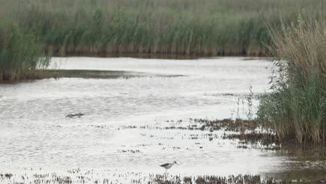 close shot of a stilt walker looking for food in swamp - in the background is reed, common starlings and black-tailed godwit