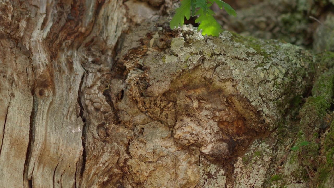 Detailed close-up shot of textured, weathered tree bark, moss, and green leaf in a sunlit forest. Macro footage highlights natural patterns.