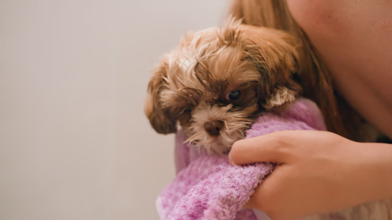 Woman Tenderly Comforts Little Puppy After Bath, Closeup Of Puppy Being Dried And Comforted With Gentle Touch, Soft Moment Showing Woman Soothing Damp Puppy After Its Bath With Care And Affection