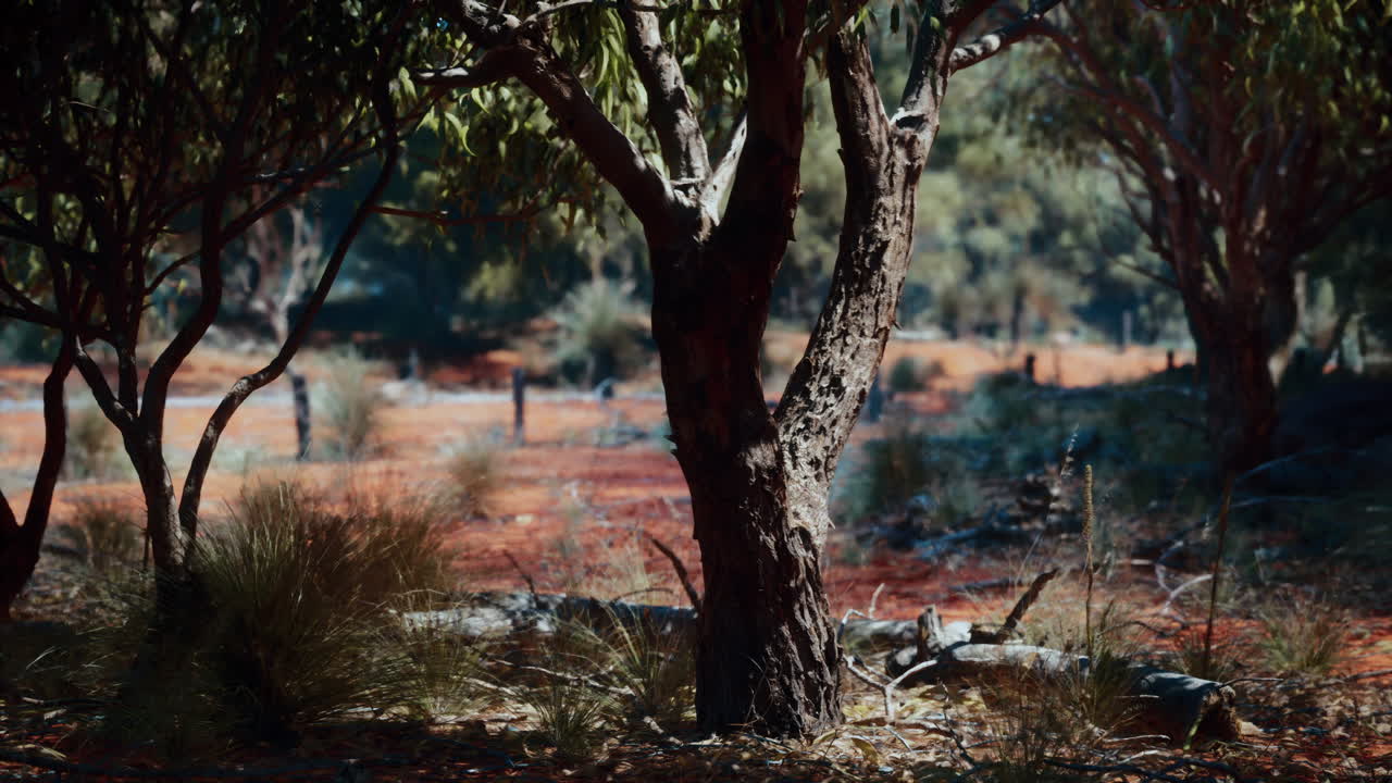 오스트레일리아 외의 나무들