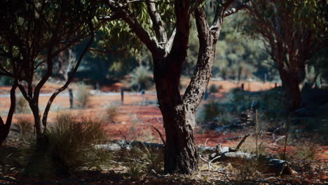 trees in the australian outback