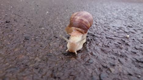un caracol camina solo lentamente hacia la cámara sobre el asfalto