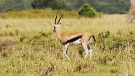 slow motion shot of gazelle in the wilderness of the savanna grassland and bushes isolated and flicking it's tail, maasai mara, kenya, africa safari animals in masai mara north conservancy