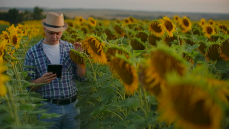 Moderner-Landwirt-Geht-Mit-Einem-Tablet-Computer-Spazieren-Und-Studiert-Sonnenblumen-Bei-Sonnenuntergang.-Führt-Aufzeichnungen-über-Den-Betrieb.-Internettechnologien-Und-Anwendungen-Der-Bewässerungssteuerung-Und-Pflanzenkontrolle.-PH-Staaten.