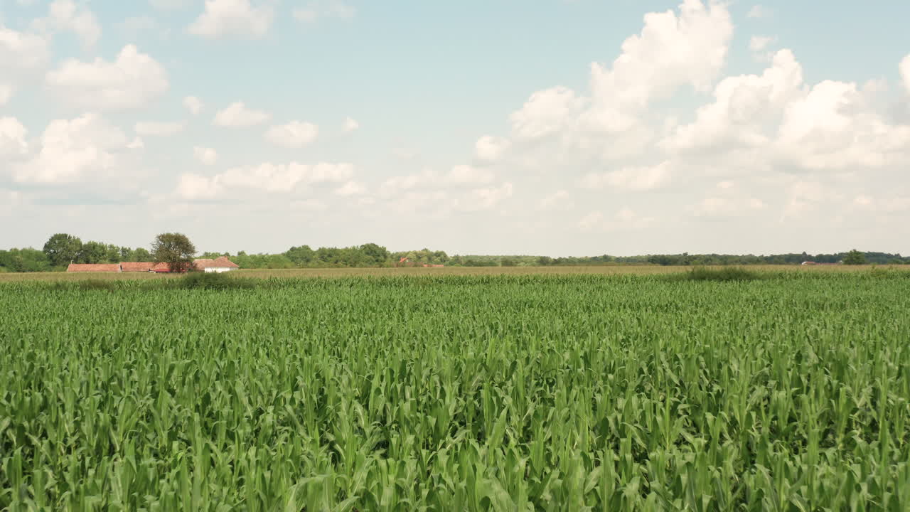 Forwarding drone above agricultural Corn Field in 4k