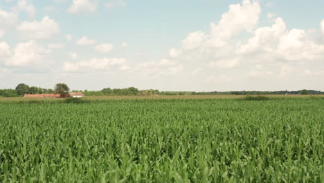 forwarding drone above agricultural corn field in 4k