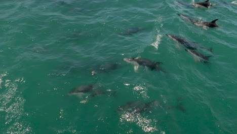 un gran grupo de delfines oscuros nadan y muestran aletas en cámara lenta - kaikoura, nueva zelanda