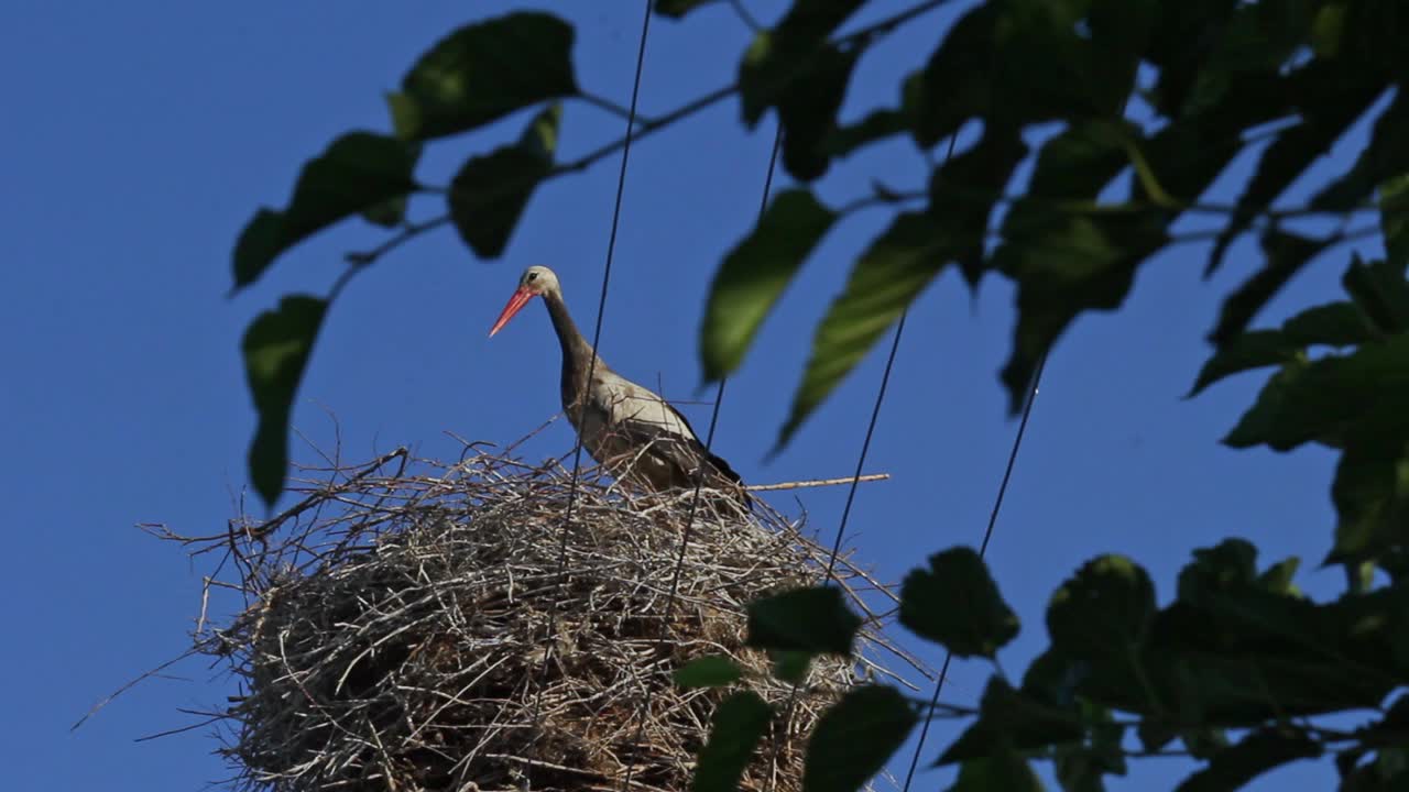 Giovane cicogna selvatica immobile nel nido, grande uccello nel suo habitat con sfondo cielo blu