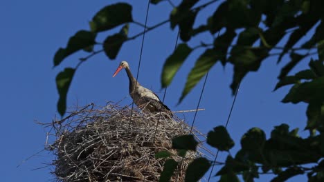 la cigüeña joven salvaje se queda quieta en el nido, el pájaro grande que habita en el fondo del cielo azul