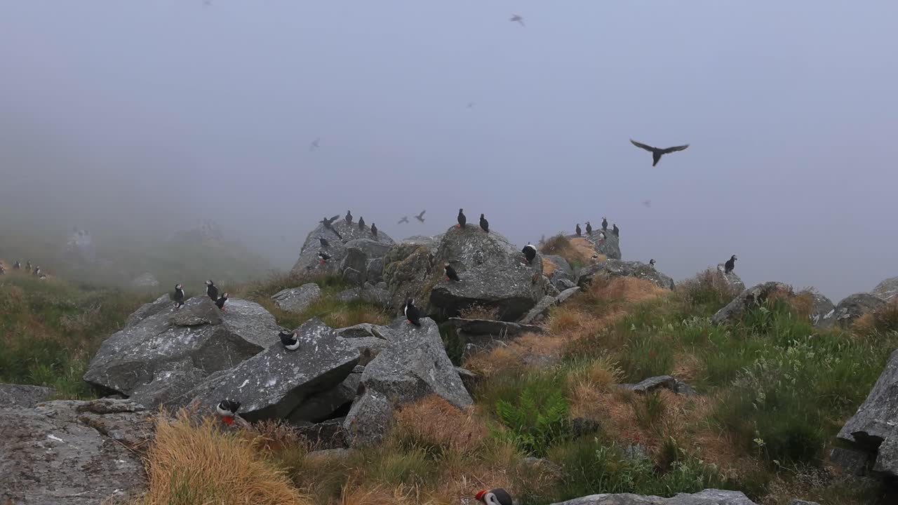 대서양 파핀 (fratercula arctica) 은 룬데 섬 (노르웨이) 의 바위 위에 있습니다.