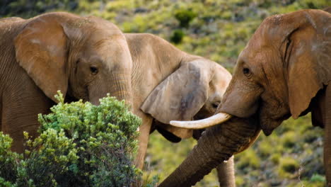 Telephoto-shot-of-majestic-African-elephants-covered-in-brown-mud-feeding