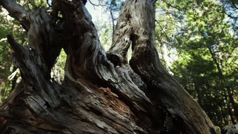 abstract dead tree resting on forest floor