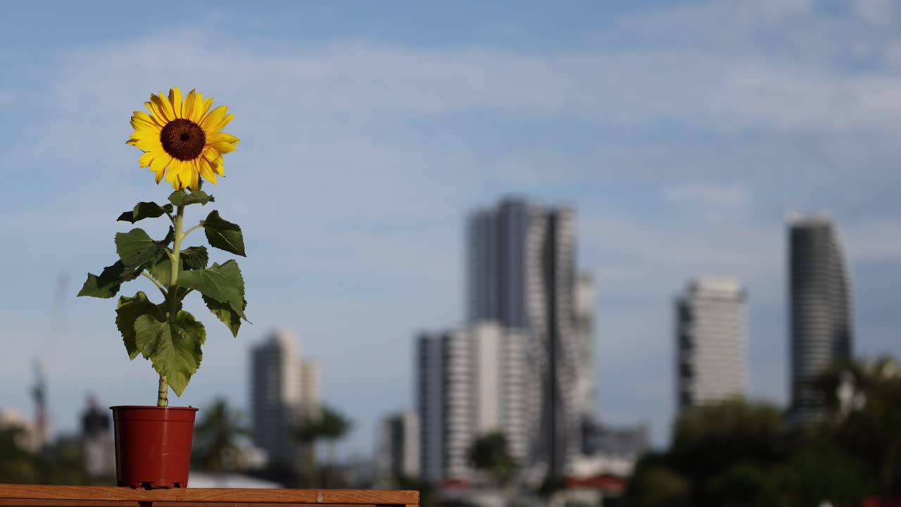 lapso de tiempo de un girasol que crece en un entorno urbano