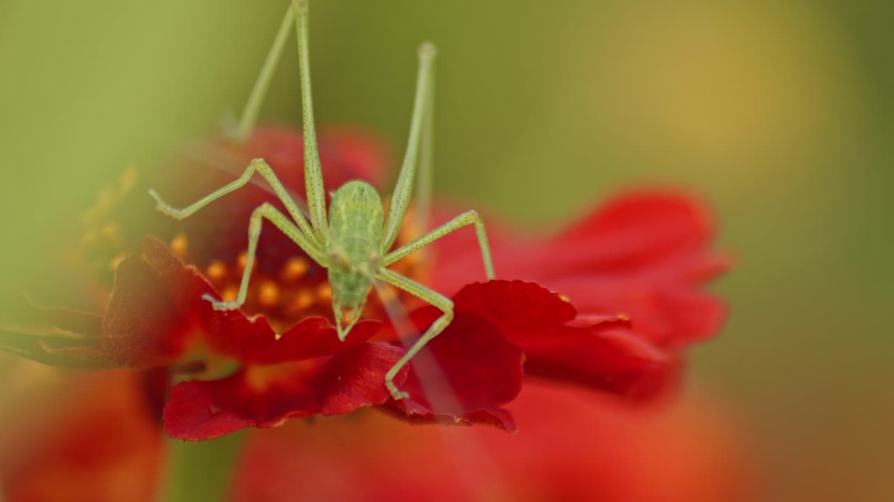 grillo de arbusto descansando en la flor de zinnia roja en flor