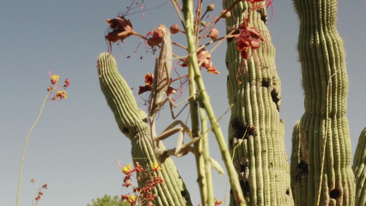 수컷 사마귀의 영양분을 즐기는 암컷 사마귀