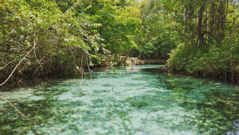 Drohnenansicht-Des-Mangrovenwaldes-Des-Flusses-Caño-Frio-In-Las-Galeras,-Samana,-Dominikanische-Republik