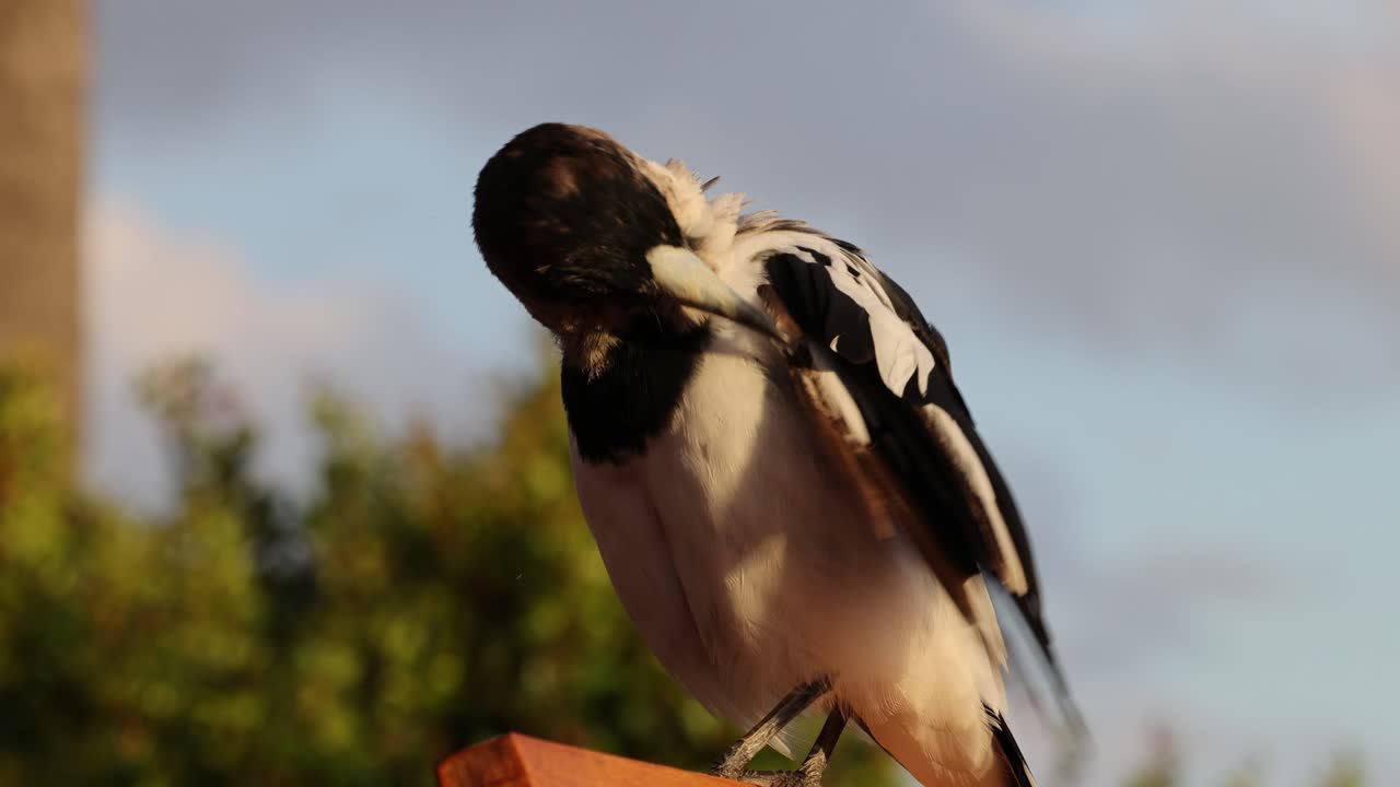 pájaro preparándose en una percha al aire libre