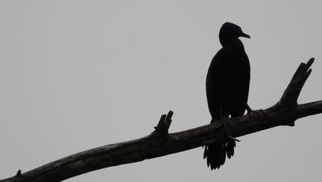 Cormorán-Escalofriante-En-El-árbol-Uhd-Mp4-4k-Video-..