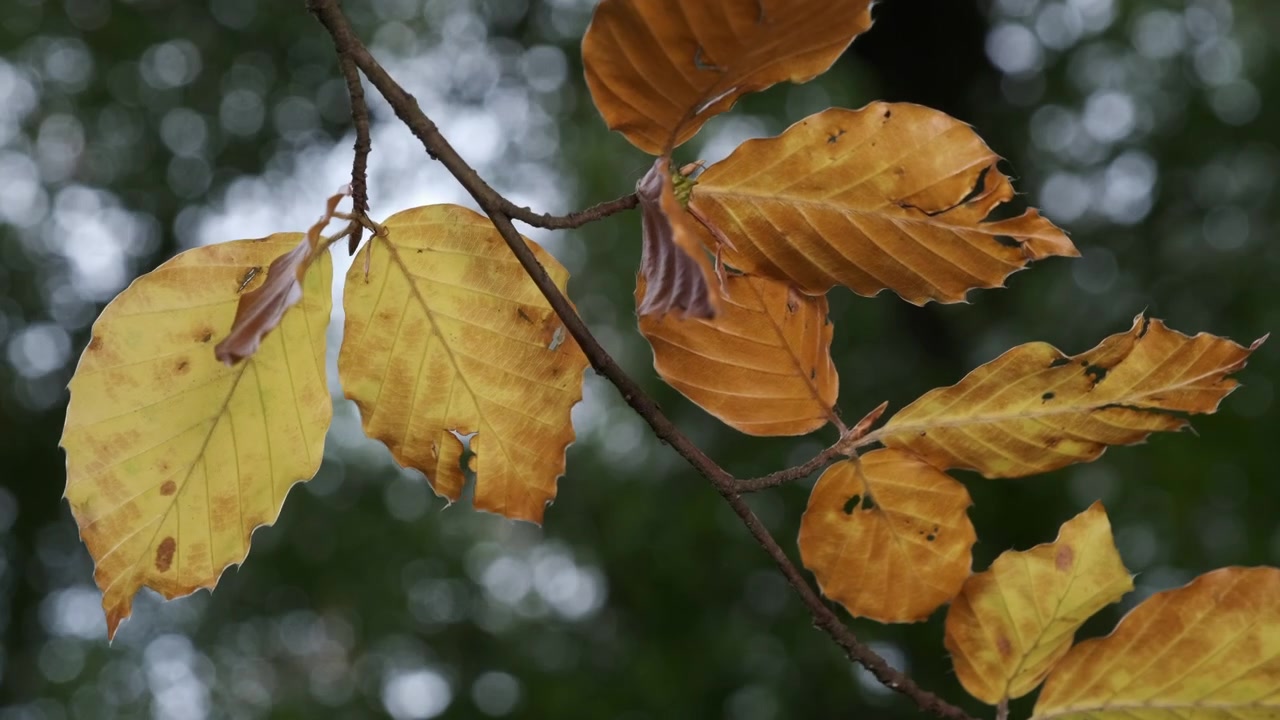 Tutte le sfumature dell'autunno si manifestano mentre le foglie cambiano colore nel bosco nel Worcestershire, Regno Unito, e vengono mosse dal vento stagionale.