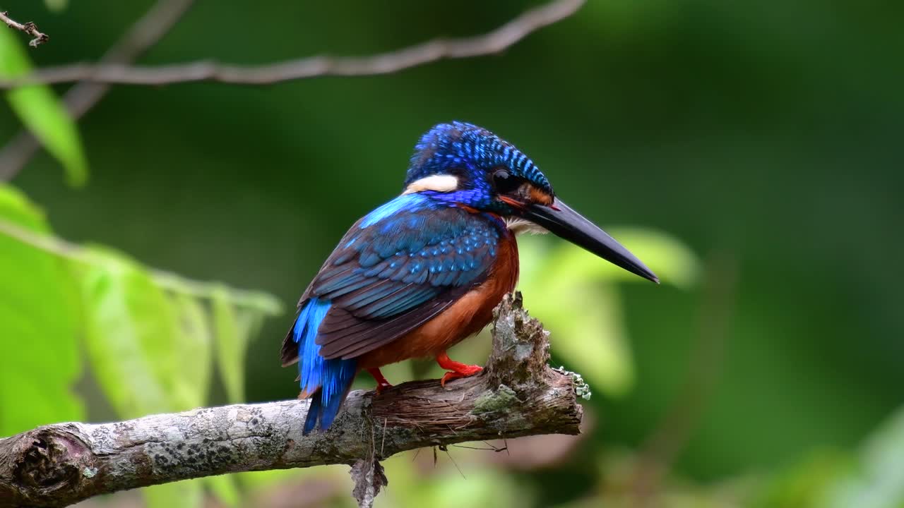 el martín pescador de orejas azules es un pequeño martín pescador que se encuentra en tailandia y es buscado por los fotógrafos de aves debido a sus hermosas orejas azules, ya que es una pequeña, linda y esponjosa bola de plumas azules de un pájaro