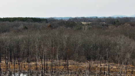 Riesige-Kahle-Bäume-Im-Point-Remove-Wildlife-Area,-Blackwell,-AR,-An-Einem-Bewölkten-Tag