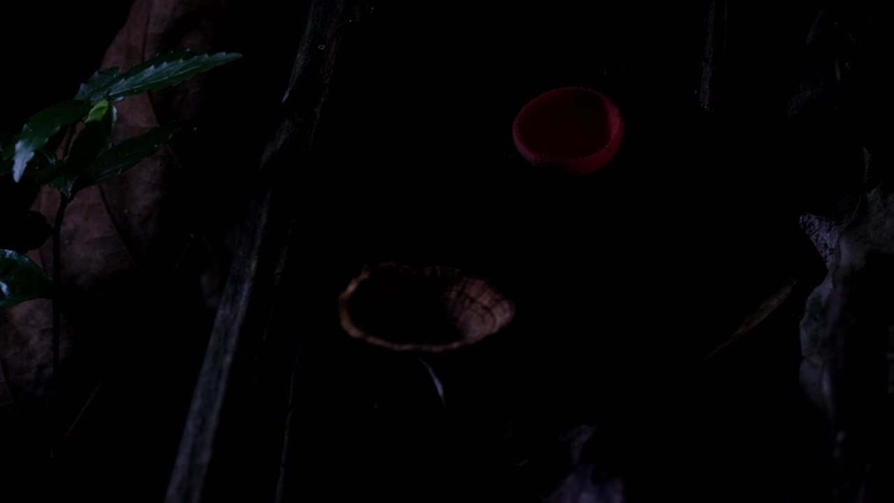 아주 어두운 숲, 이 은 컵 버섯이나 페인 버섯은 빛이 밝아지면 드러납니다. - 쿠키나 시페스, 태국