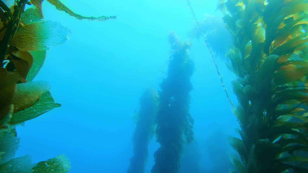 un impresionante y enigmático bosque de algas marinas conserva la variedad de especies marinas