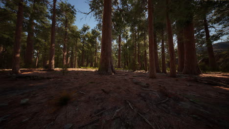 Riesige-Mammutbäume-Im-Sequoia-Nationalpark