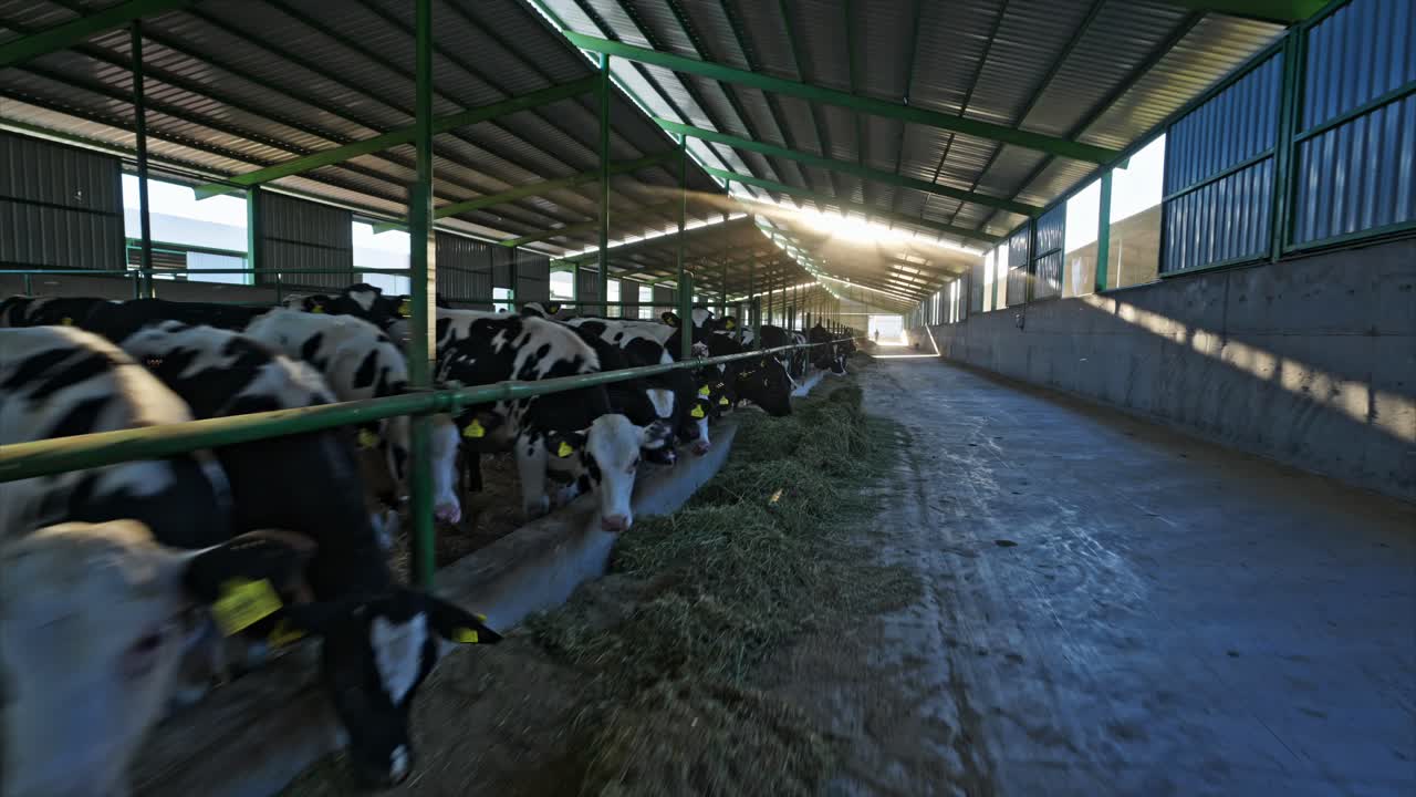 A modern dairy barn with a long row of cows feeding on fresh hay. Sunlight pours through the gaps in the roof, illuminating the spacious structure. 1