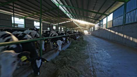 a modern dairy barn with a long row of cows feeding on fresh hay. sunlight pours through the gaps in the roof, illuminating the spacious structure. 1