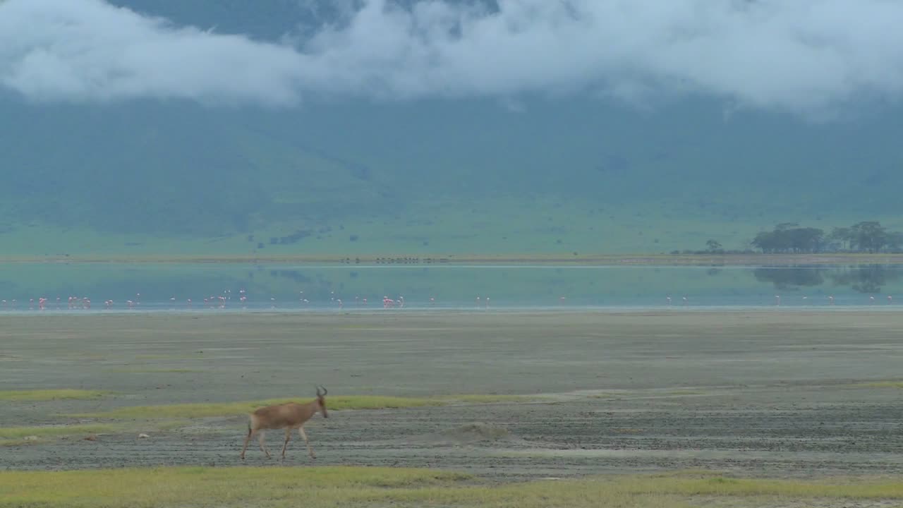 eland antelopes는 아프리카 평원의 호수 근처를 걷습니다.